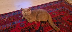 Британский кот 3 года ищет кошечку для вязки. цвет беж лилах. характер спокойный но настойчивый. условия отличные. image 0