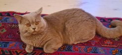 Британский кот 3 года ищет кошечку для вязки. цвет беж лилах. характер спокойный но настойчивый. условия отличные. image 2