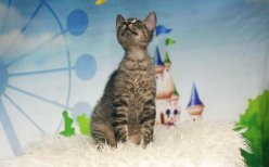Ласковые игривые котята Донской сфинкс \браш\ вет паспорт Рожденны 80823 приучены к когтеточке и туалету image 2