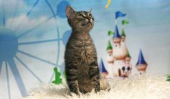 Ласковые игривые котята Донской сфинкс \браш\ вет паспорт Рожденны 80823 приучены к когтеточке и туалету image 3