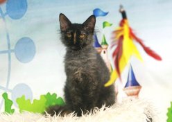 Ласковые игривые котята Донской сфинкс \браш\ вет паспорт Рожденны 80823 приучены к когтеточке и туалету image 6