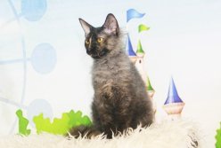 Ласковые игривые котята Донской сфинкс \браш\ вет паспорт Рожденны 80823 приучены к когтеточке и туалету image 7