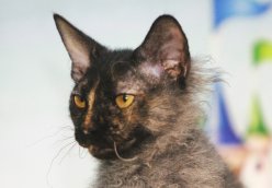 Ласковые игривые котята Донской сфинкс \браш\ вет паспорт Рожденны 80823 приучены к когтеточке и туалету image 8