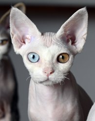 Котенок породы девон рекс, белый с голубыми глазами. image 0