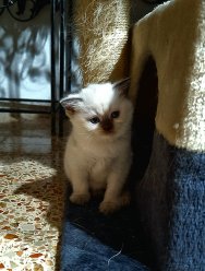 Шотландский котик, готов переехать в любяшюю семью, приучен к лотку и корму! image 2