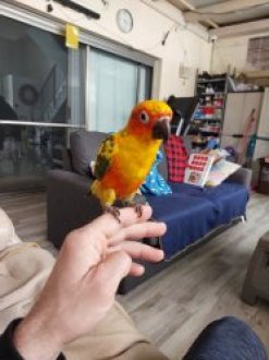 На продажу попугай ручной. Мальчик 5 месяцев Любит ласки image 1
