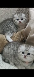Шотландские девочки котята фолд. Родились 26.03.24. Умнички красавицы. Ждём родителей. image 4