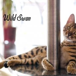 Питомник Wild Swan  предлагает Вам одних из самых лучших котят бенгальской породы в brown исполнении розетка на золоте ведущих кровных линий. В Ваш дом, выбранный Вами котёнок попадёт привитым, проглистованым, приученым к лотку и когтеточке. ...