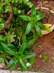 Дёшево продам молодые растения Золотой Ус, Антуриум и другие растения. подходит для выращивания как дома, так и на улице. цена договорная image 7