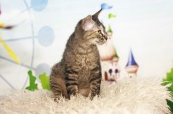 Ласковые игривые котята Донской сфинкс \браш\ вет паспорт Рожденны 80823 приучены к когтеточке и туалету image 1