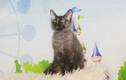 Ласковые игривые котята Донской сфинкс \браш\ вет паспорт Рожденны 80823 приучены к когтеточке и туалету