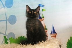 Ласковые игривые котята Донской сфинкс \браш\ вет паспорт Рожденны 80823 приучены к когтеточке и туалету image 5